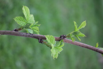 tree branch with leaves spring