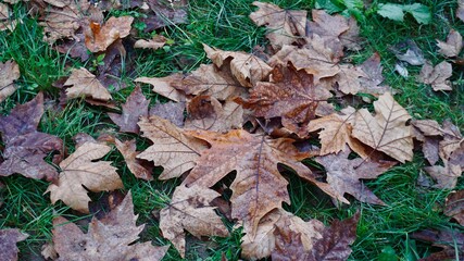 fallen autumn leaves