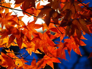 夜の電灯とモミジの葉