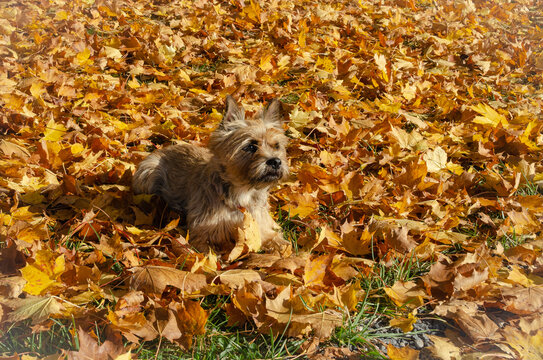 cairnterrier im goldenen Herbstlaub liegend