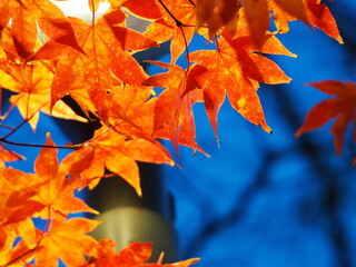 夜の電灯とモミジの葉