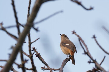 daurian redstart on the branch