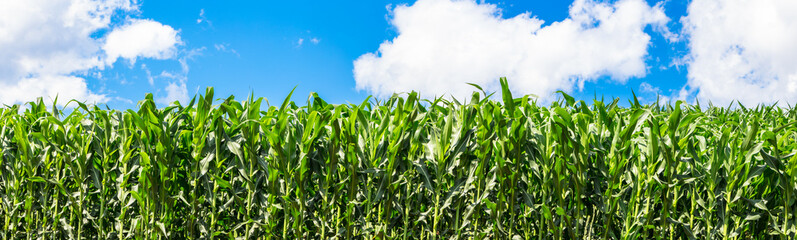 Corn field and blue sky with clouds.