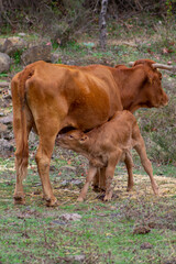 ternero, amamantando de la teta de la vaca madre. de color marron.