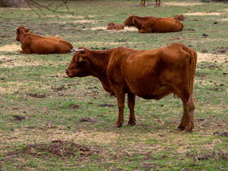 animales, vacas, toros, terneras, pastando en un prado.