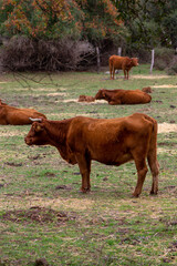 animales, vacas, toros, terneras, pastando en un prado.