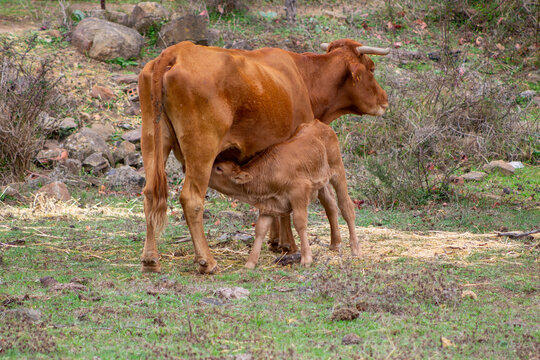 ternero, amamantando de la teta de la vaca madre. de color marron.