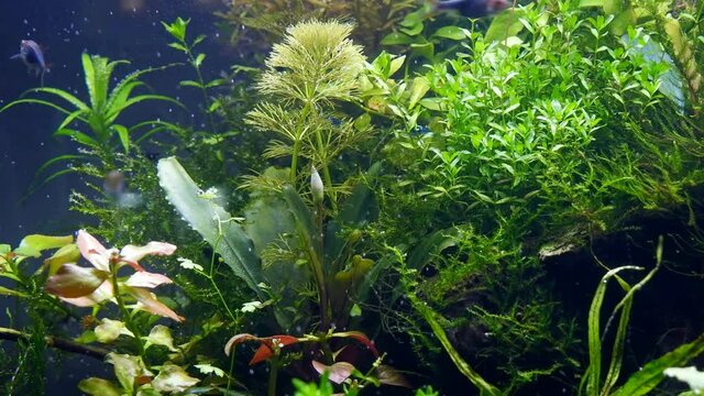 Bucephalandra sp blossom in Amano style freshwater aquascape, lush vegetation in planted iwagumi design, healthy plants oxygenate water with air bubbles