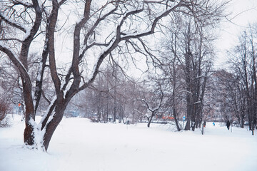 Winter forest landscape. Tall trees under snow cover. January frosty day in the park.