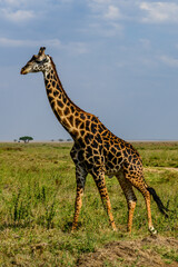 Naklejka na ściany i meble Giraffe (camelopardalis) at the Serengeti national park, Tanzania. Wildlife photo