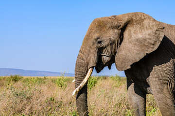 Naklejka na ściany i meble African elephant (Loxodonta) at the Serengeti national park, Tanzania. Wildlife photo