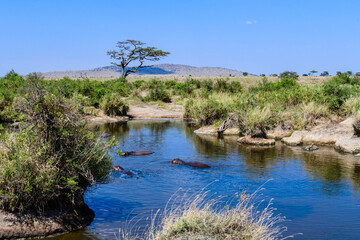 Hippos (hippopotamus amphibius) in pond at the Serengeti national park, Tanzania. Wildlife photo