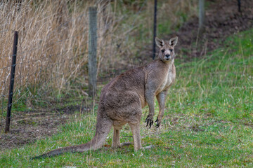 Naklejka na ściany i meble Large male eastern grey kangaroo (Macropus giganteus)