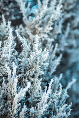 frost on branches