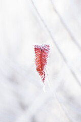red maple leaf on the snow