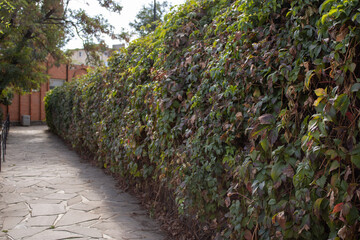 Concrete path along tall garden bushes. Living fence in park. Autumn