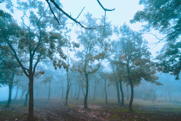 Foggy tree in the forest. dark Weather - 470428301