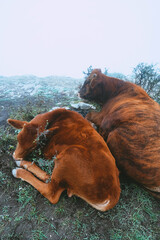 Cows rest and sleep on the ground in foggy weather - 470428302