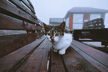 Stray kitten sitting on a wooden bench - 470428304