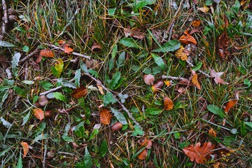 Dry yellow leaves and acorns on wet grass. Autumn - 470428317