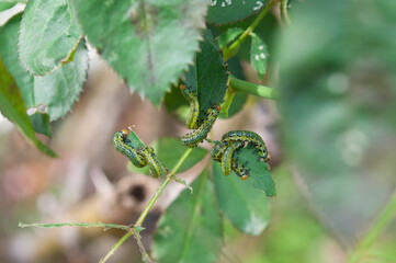 バラの葉を食べるチュウレンジバチの幼虫 クロースアップ