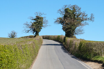 Narrow country road with hedges and trees on both sides