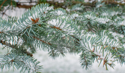 branches of a fir tree