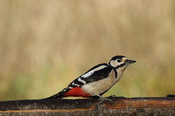 A Great spotted woodpecker foraging for food.