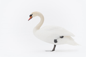 Höckerschwan steht auf einem Bein im Schnee