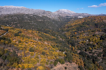 Llegada del otoño a los castaños del valle del Genal en la provincia de Málaga, Andalucía