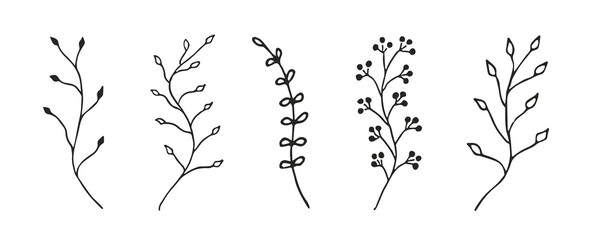 Plant doodle vector illustration. Leaf and flower line art. Floral branch sketch. Nature hand drawn icon. Outline leaves set