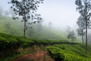 Tea plantations around Munnar village, Kerala, India