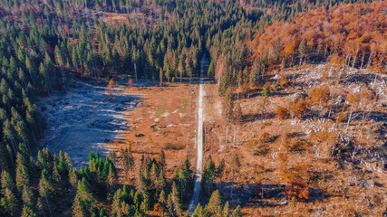 Autunno nella foresta del Cansiglio - Alpago - Belluno - Dolomiti