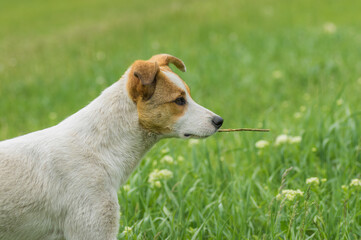 Side view portrait of adorable white young dog standing on spring grass and looking