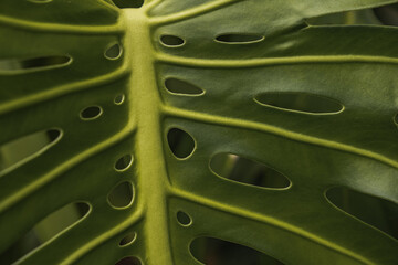 Fototapeta na wymiar leaf background green monstera