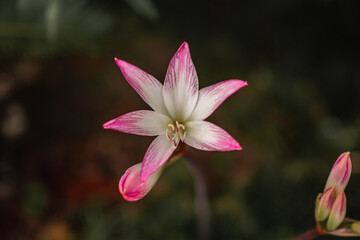 Fototapeta premium pink and white magnolia flower