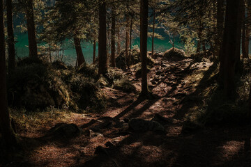Obraz premium Wald in den Alpen