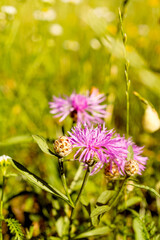 pink cornflower flower close-up. the background image. an idea for a puzzle.Purple-pink flowers of a large cornflower.
