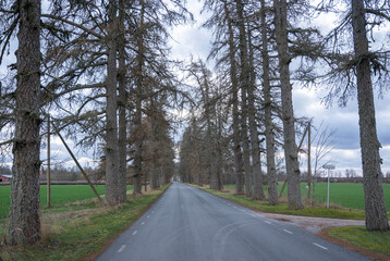Fototapeta premium road in the countryside