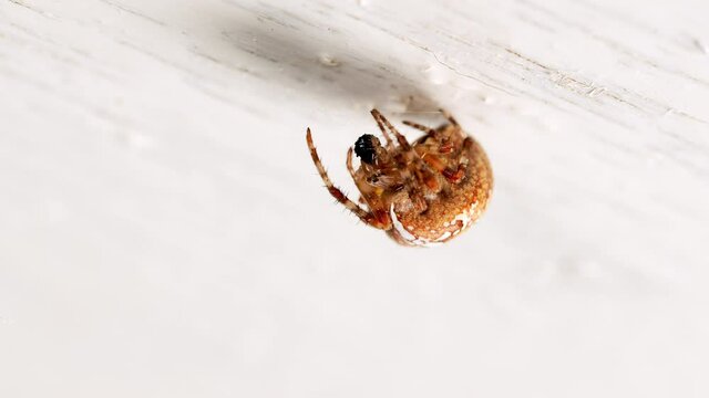 Araneus diadematus. Crusader spider eats a treehopper caught in its spider web.