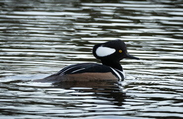 hooded merganser in the water swimming
