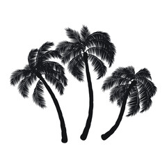 Leaf and coconut tree.