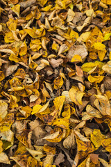 Fallen Leaves, Autumn leaf color, natural background