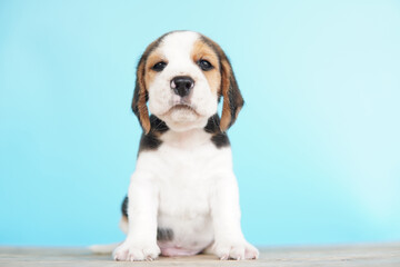 Adorable beagle puppy.Beagles have excellent noses. Beagles are used in a range of research procedures. Beagles have excellent noses. Dog picture have copy space.