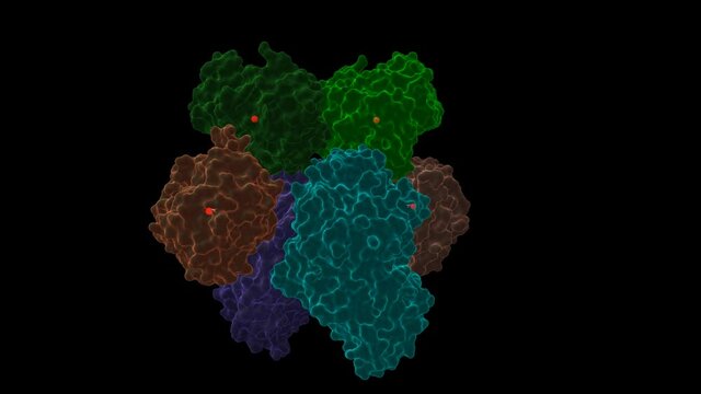 Human transferrin receptor (blue)-transferrin (green-red) complex. Animated 3D cartoon and Gaussian surface models, chain id color scheme (identical chains are colored similarly), PDB 1suv.
