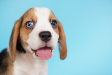 Adorable beagle on Blue screen. Beagles are used in a range of research procedures. The general appearance of the beagle resembles a miniature Foxhound. Beagles have excellent noses.