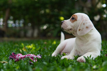 White beagle puppy sit on garden.