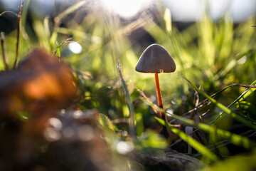mushroom in the grass