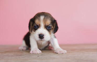 The general appearance of the beagle resembles a miniature Foxhound. Beagles have excellent noses. Beagles are used in a range of research procedures. Dog picture have copy space.