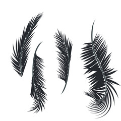 Obraz premium Leaf and coconut tree.